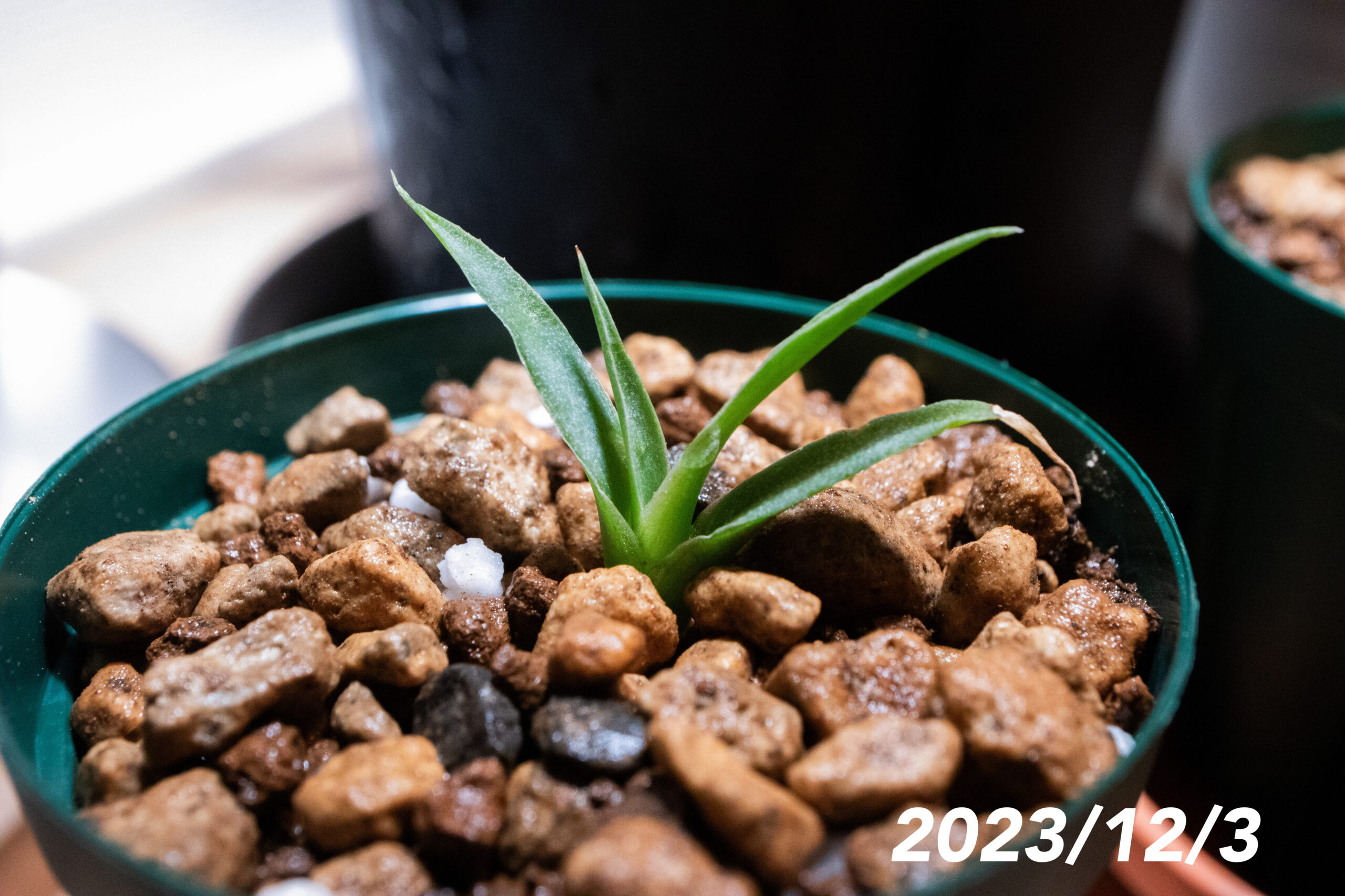 エボリスピナ①②【成長記録】2023/12/2購入～ | TamaBlog